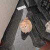 FLUTE - Femmina - 9 anni (nata a maggio 2016)  - Razza: British Shorthair  - Carattere: buona, socievole, tranquilla   Foto 5